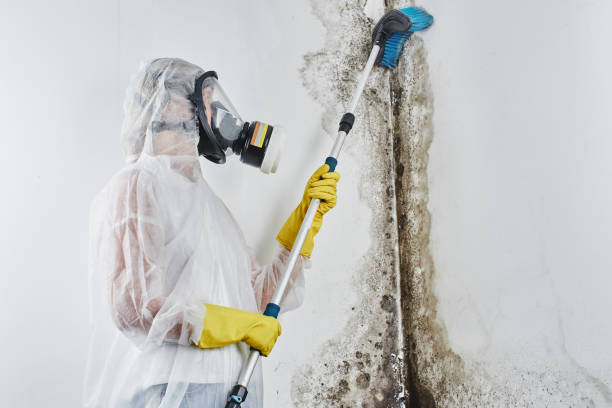 Best Mold Testing  in Gorman, NC