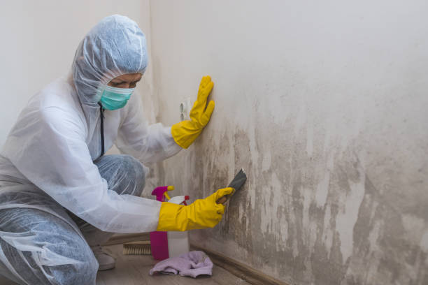Best Affordable Mold Removal  in Gorman, NC