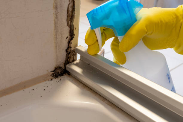 Best Certified Mold Removal  in Gorman, NC