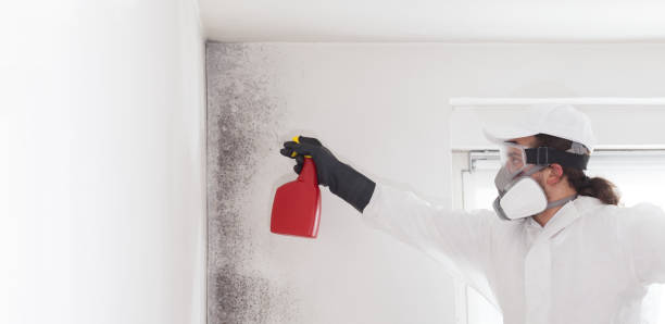 Best Same-Day Mold Removal  in Gorman, NC