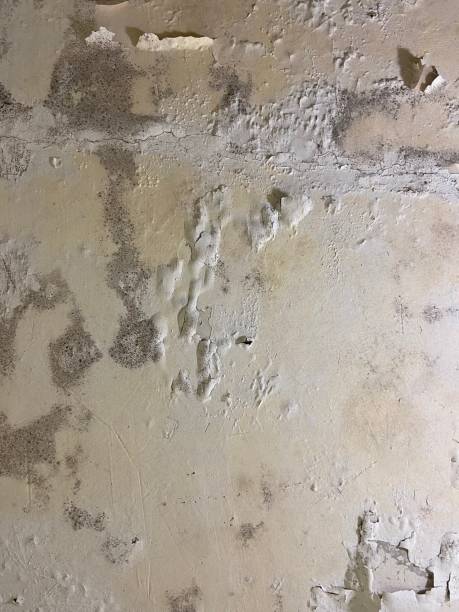 Best Residential Mold Removal  in Gorman, NC