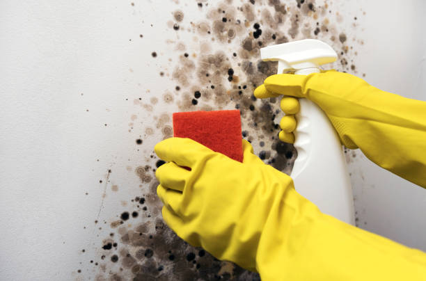 Best Office Mold Removal Services  in Gorman, NC