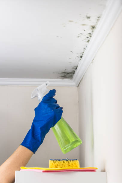Best Mold Remediation Services  in Gorman, NC