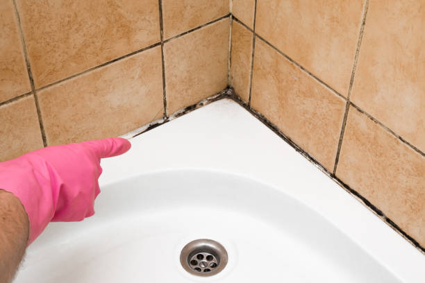 Best Local Mold Removal Service  in Gorman, NC