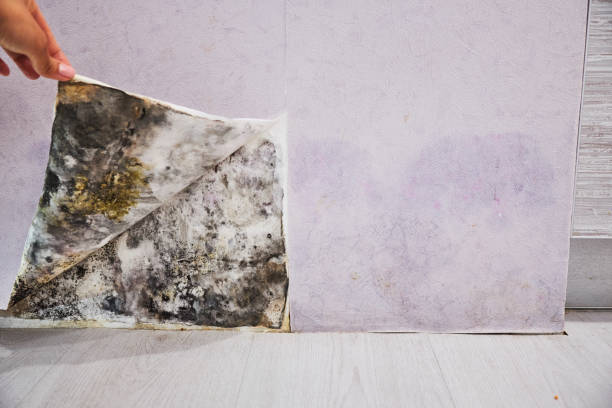 Best Black Mold Removal  in Gorman, NC